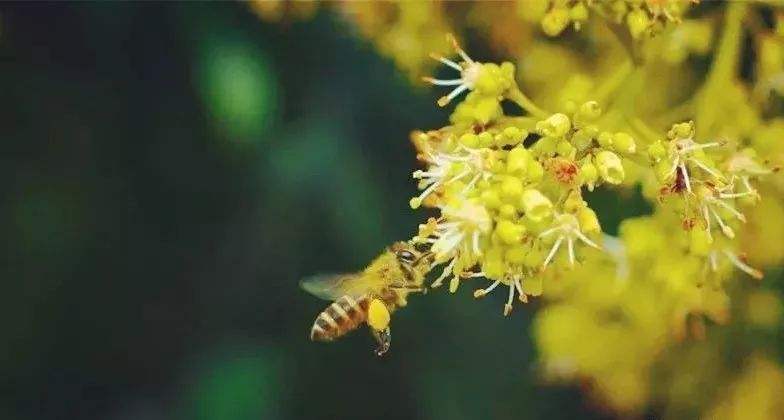 【蜜蜂知識】雄蜂試飛后多久分蜂？