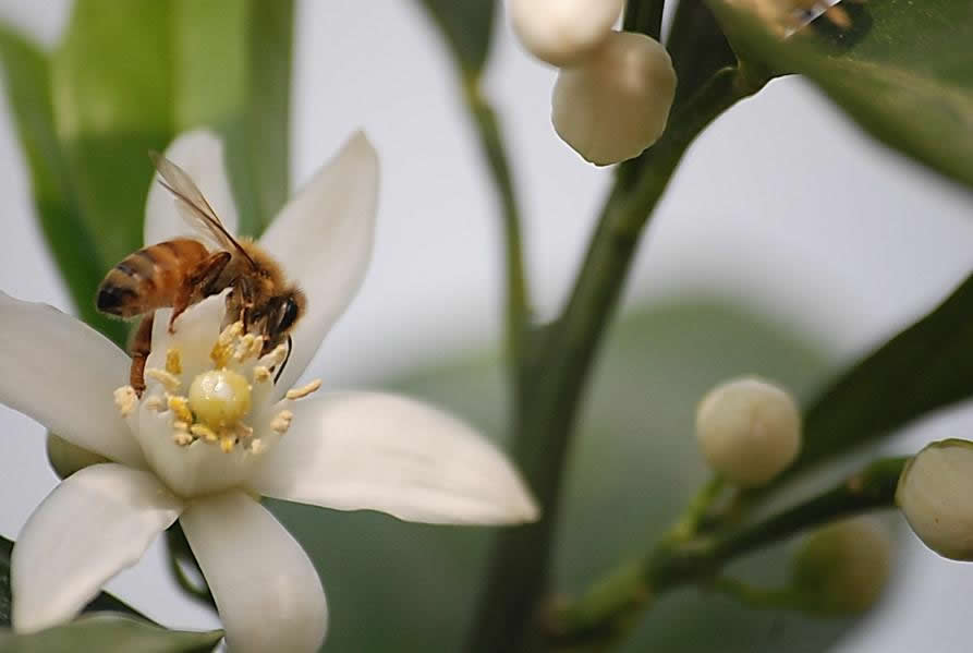 【蜜蜂知識】雄蜂試飛后多久分蜂？