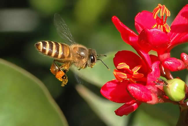 【蜜蜂知識】雄蜂試飛后多久分蜂？