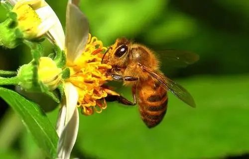 為什么家里有蜜蜂出現（家里無緣無故出現蜜蜂）