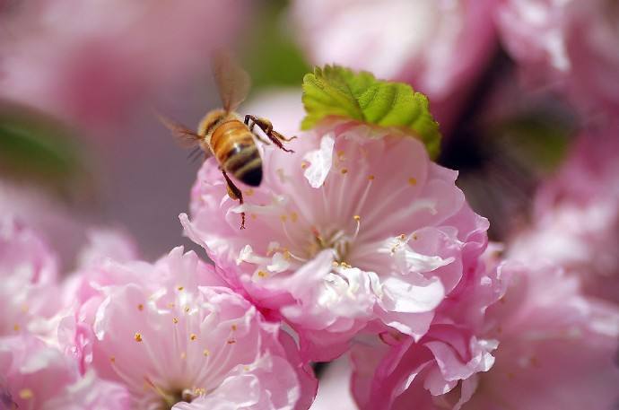 蜜蜂為什么不蜇養蜂人？