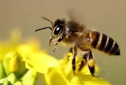 蜜蜂寓意和象征（蜜蜂的象征意義是什么）