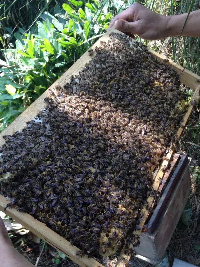 養蜜蜂跑了會怎么樣（怎么樣養蜜蜂才不飛走）