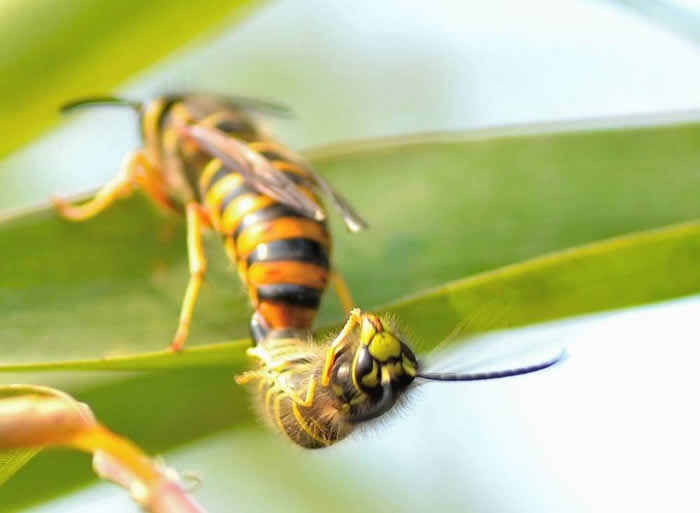 蜂王的壽命有多長(zhǎng)?