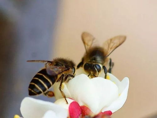 華南中蜂與阿壩中蜂能合并嗎（兩個(gè)蜂群都有王可以合并嗎）