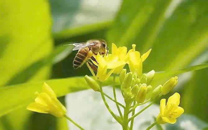 夢見蜜蜂