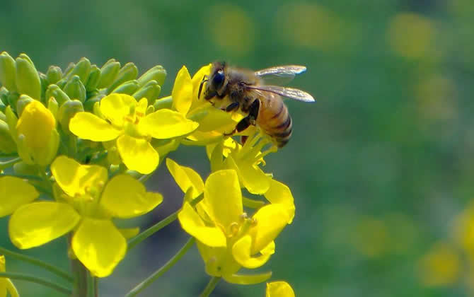 夢見蜜蜂