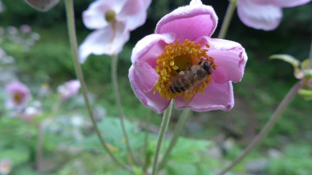 冬季蜜蜂的養殖與管理