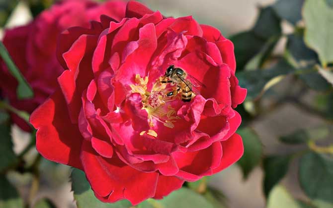 蜜蜂飛進(jìn)花蜜里如何采蜜