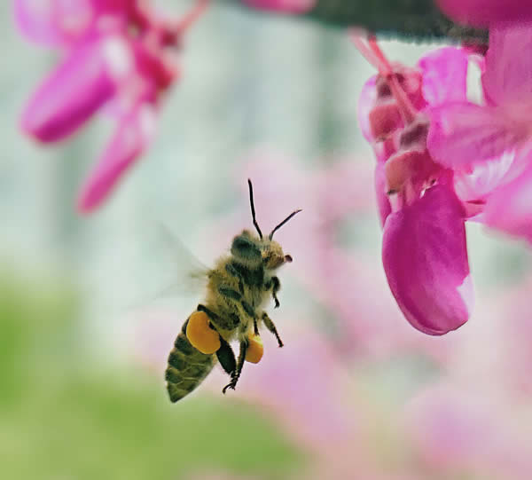 【蜜蜂知識(shí)】什么品種的中蜂蜂王最好？