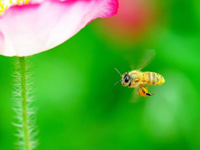 意大利蜜蜂一年可以繁殖幾箱?