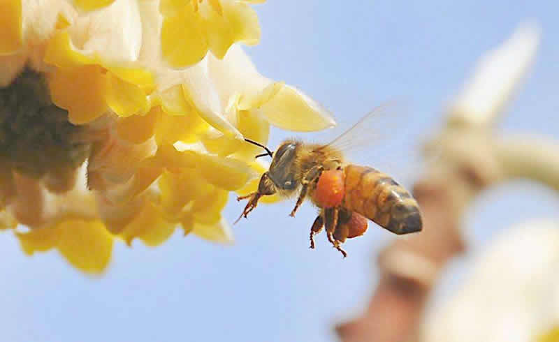 養50箱蜜蜂能掙多少錢?