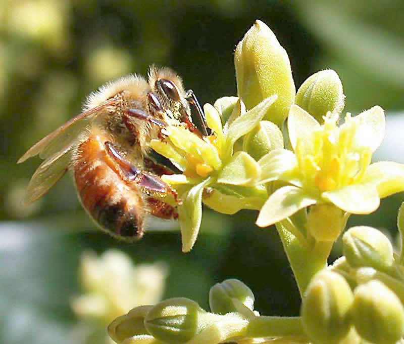 養50箱蜜蜂能掙多少錢?