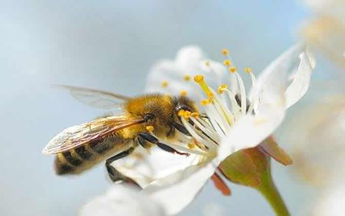 蜜蜂種類