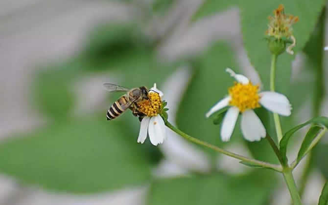 蜜蜂種類