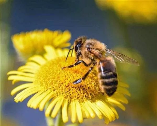 有王臺(tái)能介蜂王進(jìn)去嗎（有王臺(tái)要介蜂王怎么處理）