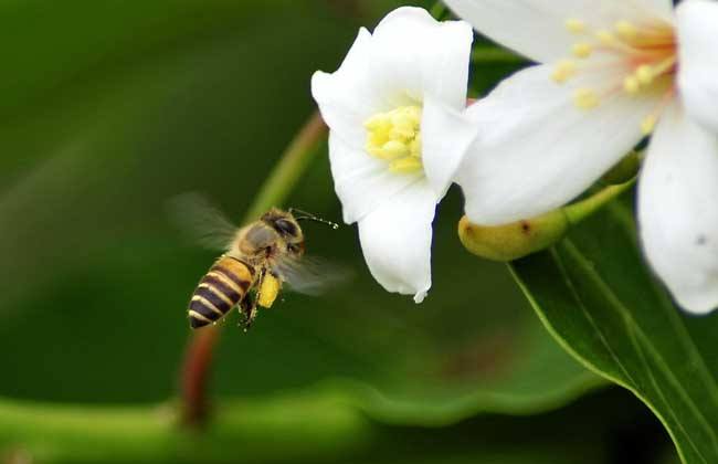 土蜂蜜價(jià)格大概多少錢(qián)一斤？