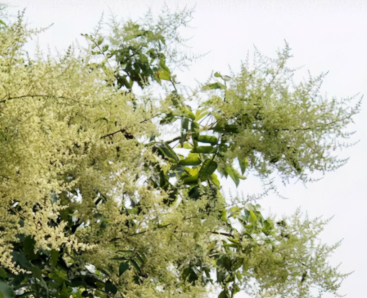 五倍子花期蜂群管理（五倍子花期有多長）