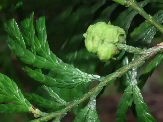 柏樹的種類有哪些（柏樹種類分辨方法）