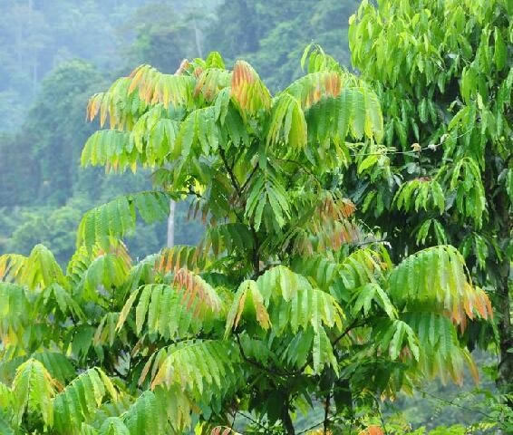 帶有番字水果有哪些（12種番字植物介紹）