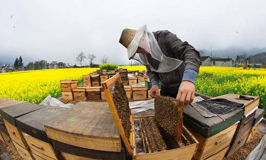 蜜蜂養殖入門教程（新手養蜂入門技術）