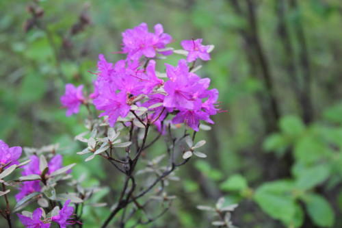 小葉杜鵑花怎么養(yǎng)才好看  小葉杜鵑花的養(yǎng)殖方法和注意事項(xiàng)