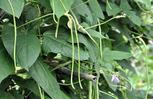 春季適合種什么菜（打造豐富多彩的春季菜園）