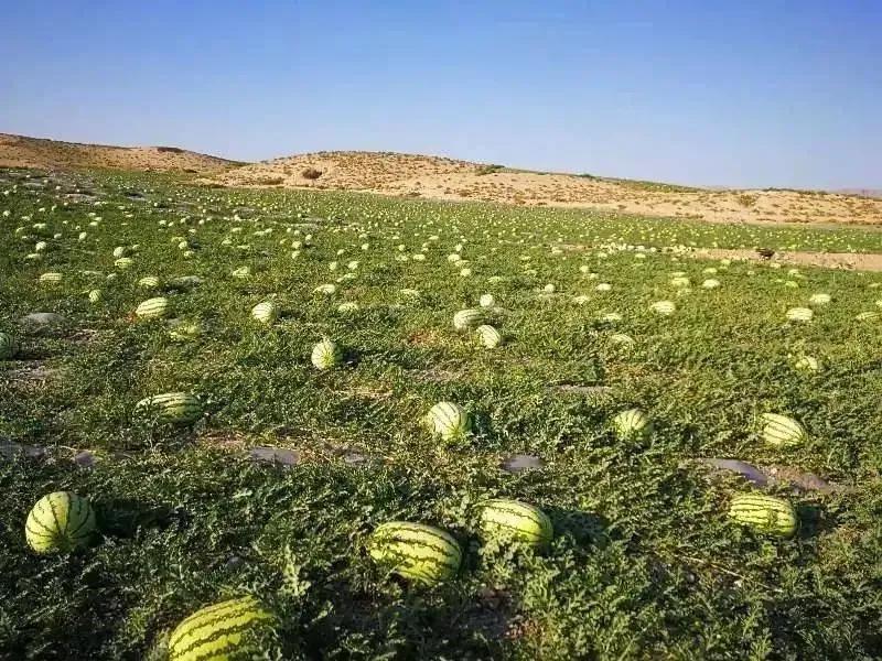 西瓜產地哪里最好（中國10大優質西瓜產地）