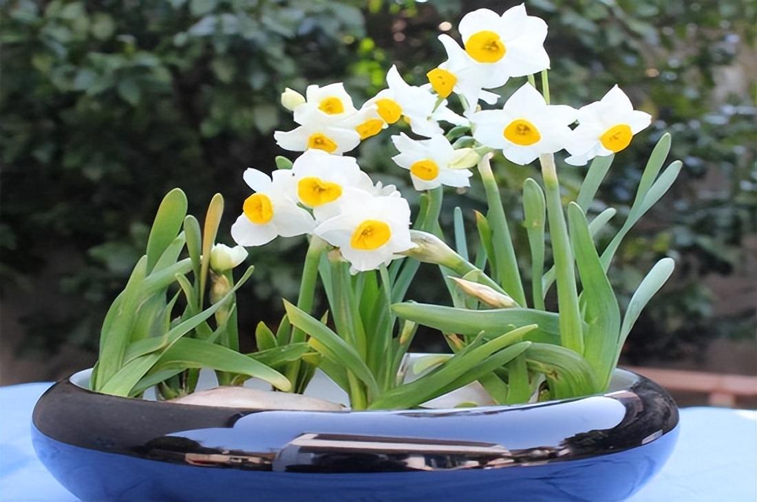 水仙花的養殖方法和注意事項（水培土培水仙花正確養法）