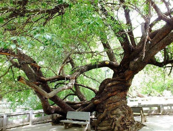 鹽堿地適合種什么樹（適合鹽堿地生長的樹木品種）