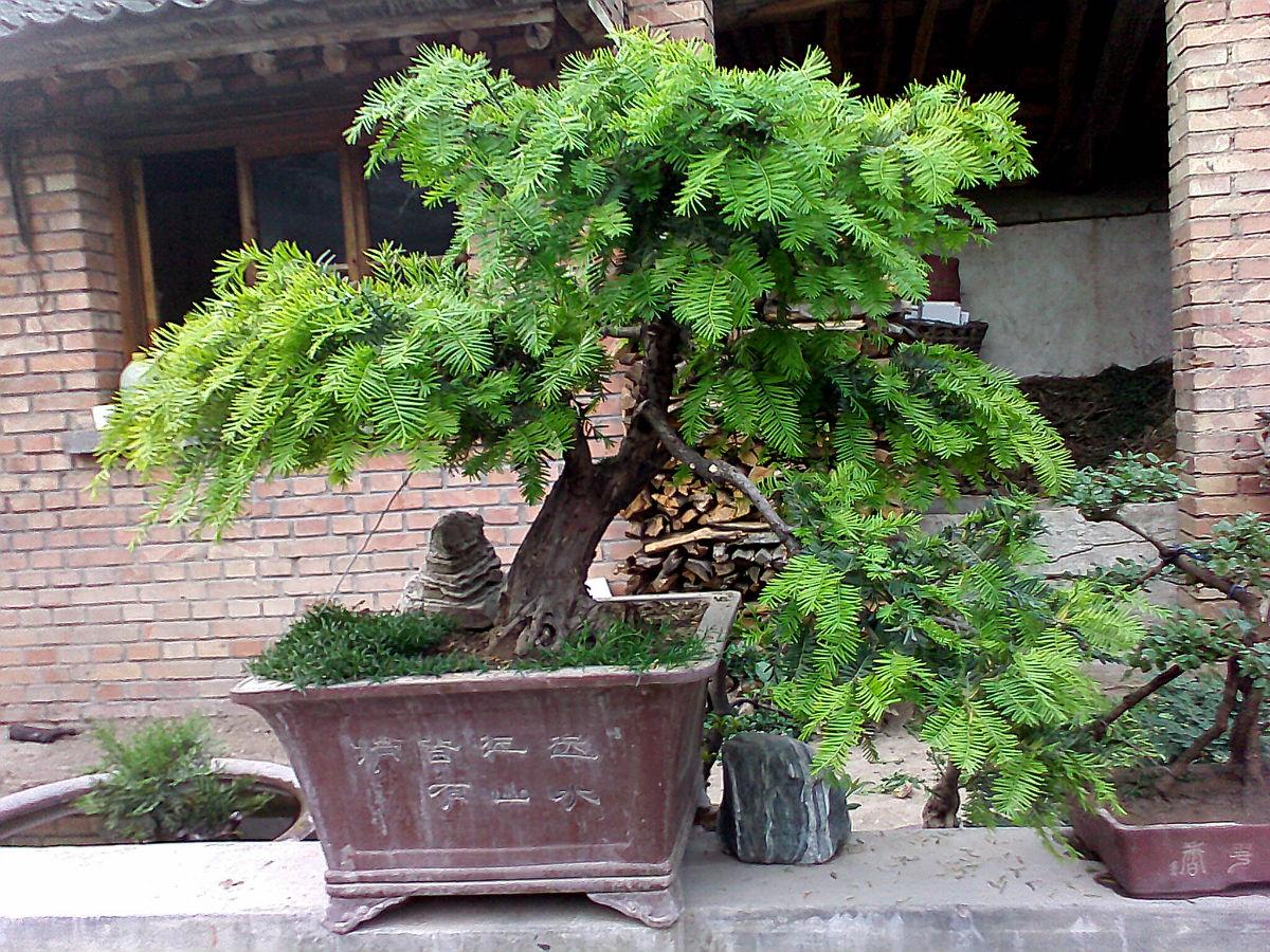 紅豆杉價格多少錢（紅豆杉的市場價格）