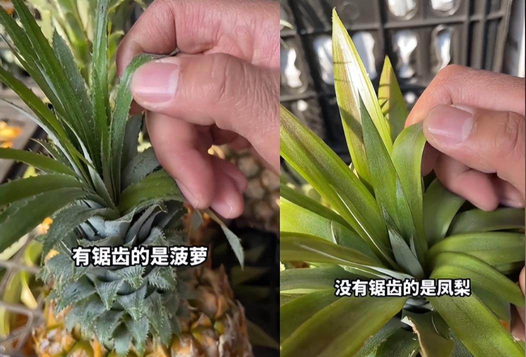 菠蘿和鳳梨是一個物種嗎（菠蘿和鳳梨的區別）