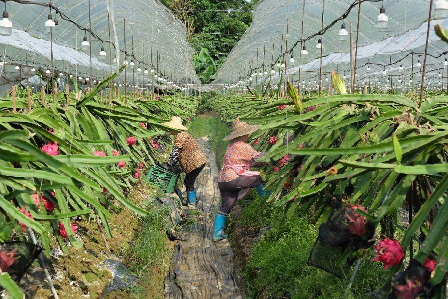 火龍果是熱帶水果嗎（火龍果高產栽培技術）