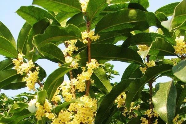 桂花產地在哪里（桂花的生長環境）