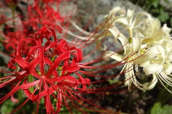 彼岸花的寓意和花語是什么（彼岸花的象征意義和特殊含義）