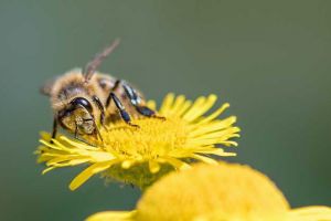 養殖蜜蜂要投入多少錢？