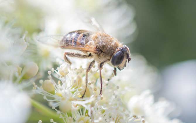 蜜蜂蜇人后為什么會死去？