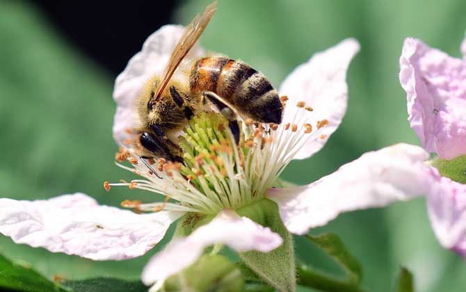 蜜蜂釀蜂蜜是為了什么？