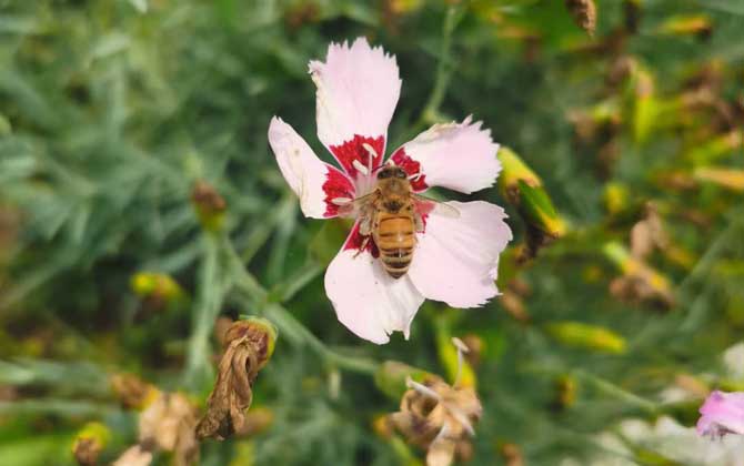 被蜜蜂蟄了擦什么藥膏？