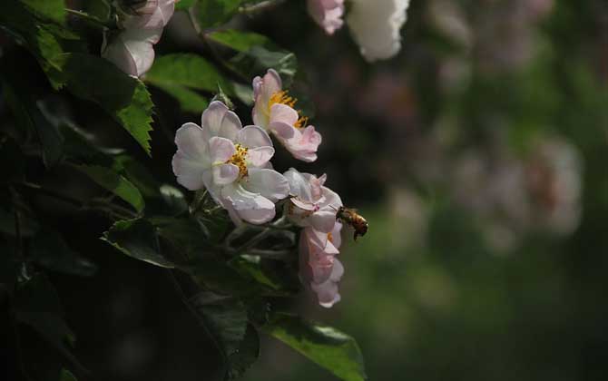 養蜂怎么給蜜蜂喂水？