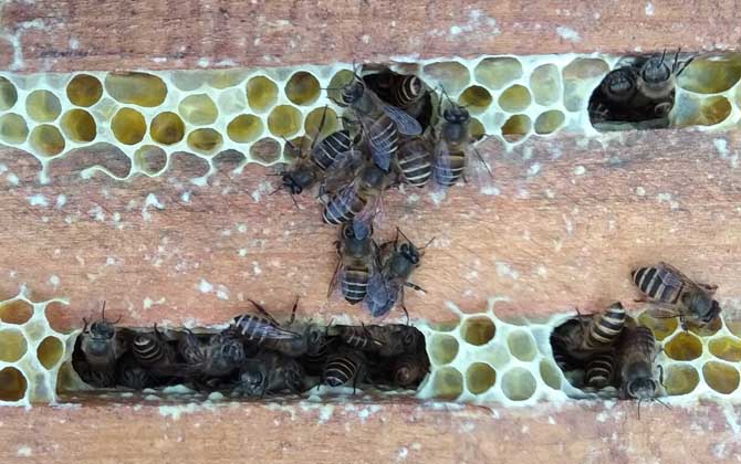 農村土蜜蜂高效養殖技術