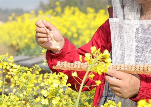 蜂王漿和蜂皇漿有區別嗎?吃蜂王漿好嗎?