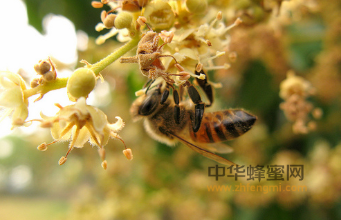 低碳蜜蜂飼養技術的提出