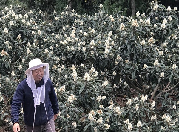 枇杷蜜是什么顏色?枇杷蜜是白色的嗎?