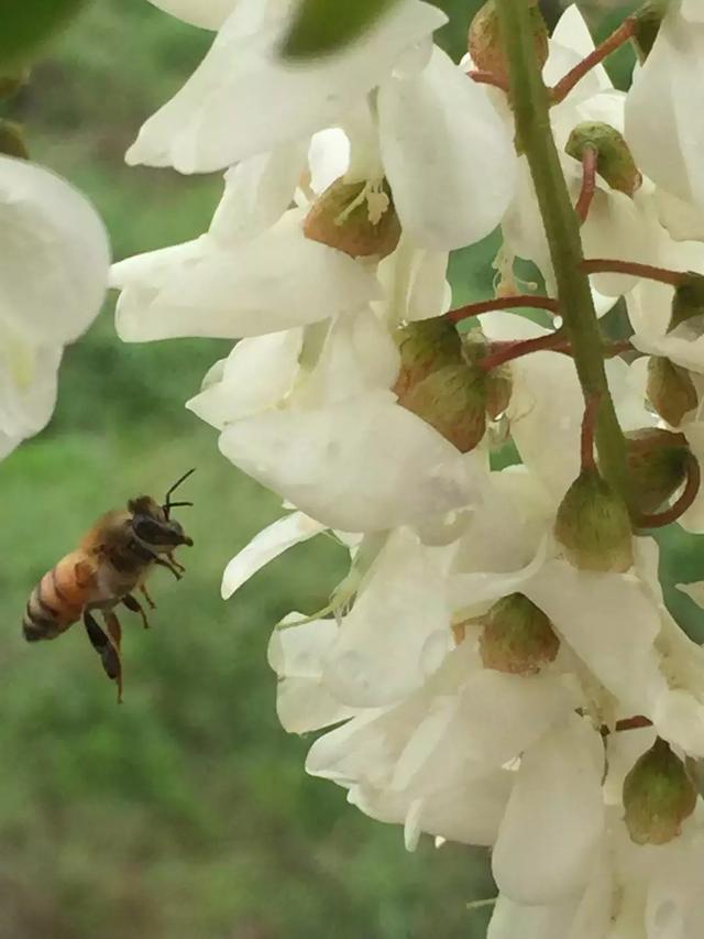 槐花蜜是什么顏色?槐花蜜顏色深怎么回事?