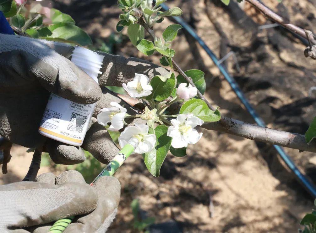 除了能采粉釀蜜的蜂種，還有一種授粉蜂——壁蜂