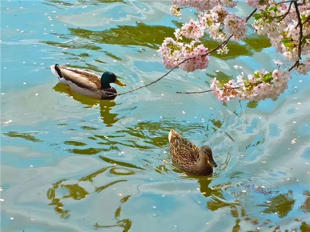 早春不穩定的天氣，蜂群盜蜂、拖子的原因及解決方式