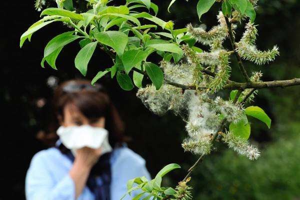 花粉過敏可以喝蜂蜜嗎?花粉過敏患者不能喝蜂蜜嗎?