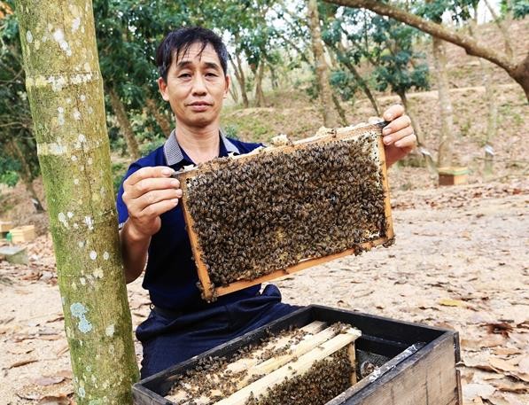 瓊中“追夢人”梅學國創(chuàng)業(yè)養(yǎng)蜂帶領(lǐng)村民釀造甜蜜事業(yè)