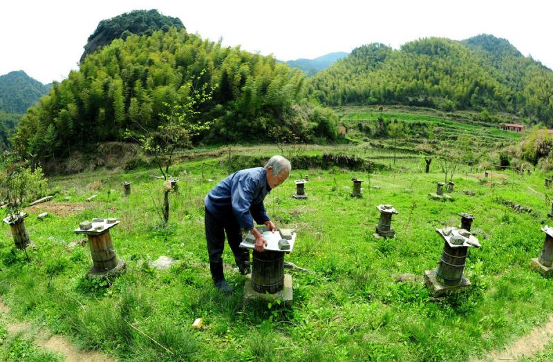 冬天蜜蜂結團近距離搬遷有回蜂嗎？該注意哪些問題？